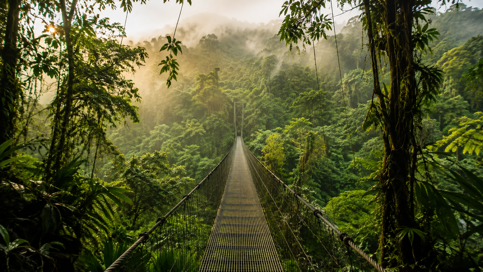 Rainforest canopy in Costa Rica